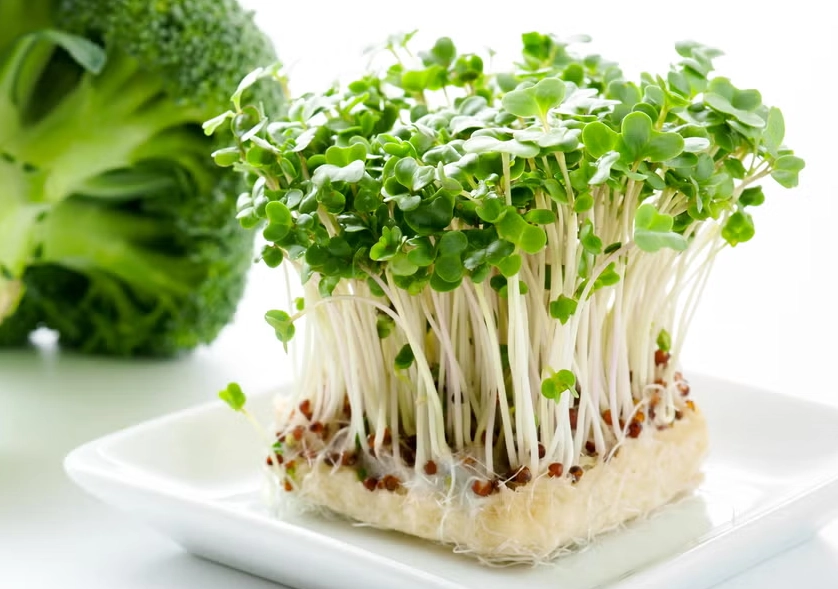 青花椰苗自己種