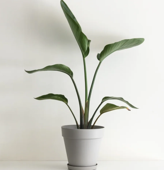 天堂鳥盆栽哪裡買