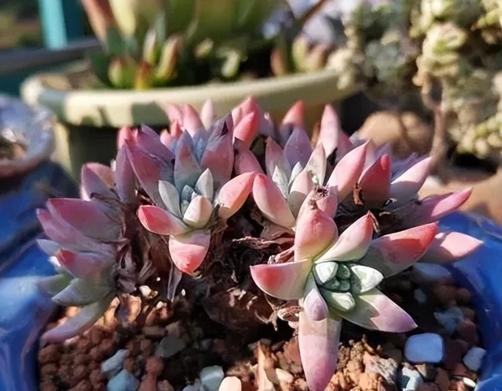 多肉植物開花照顧