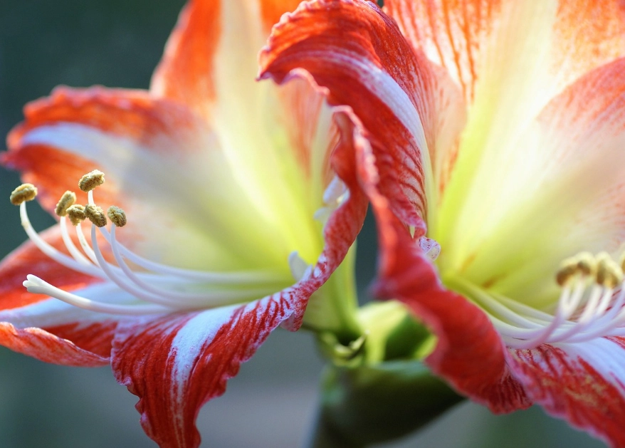 孤挺花打破休眠