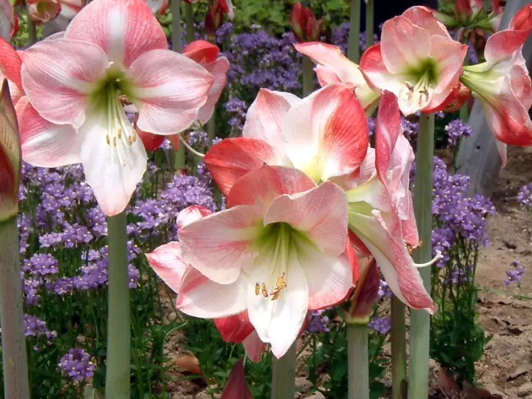 孤挺花球根處理