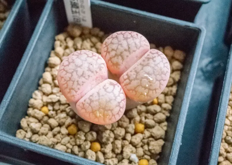 生石花化水處理