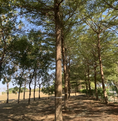 小葉欖仁樹景觀應用