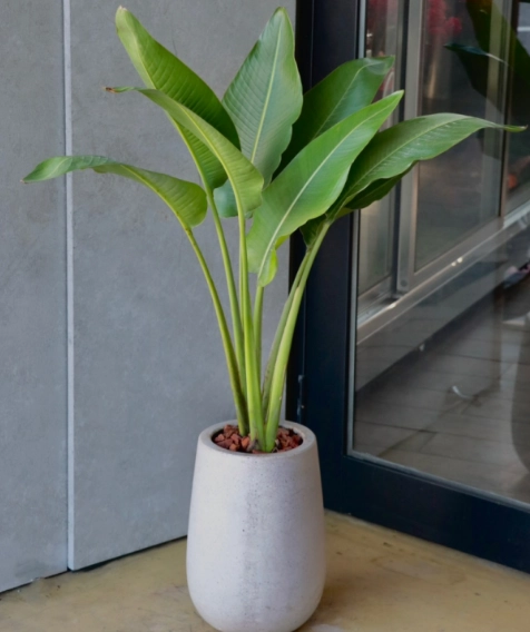 天堂鳥盆栽哪裡買