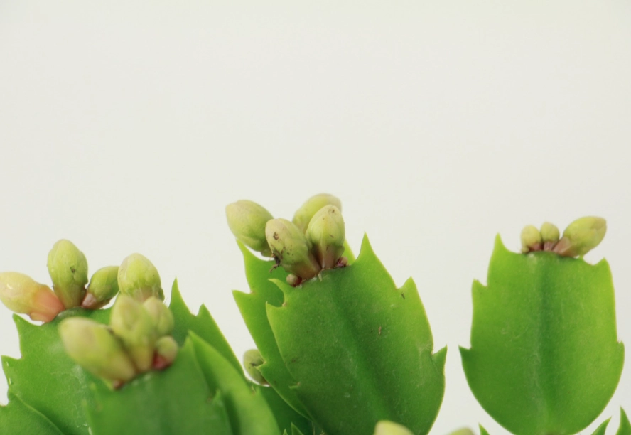 聖誕仙人掌 澆水