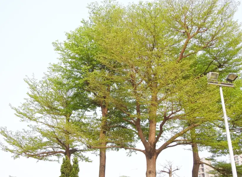 小葉欖仁樹種植