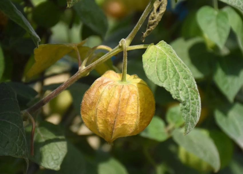 植物葉子變黃原因