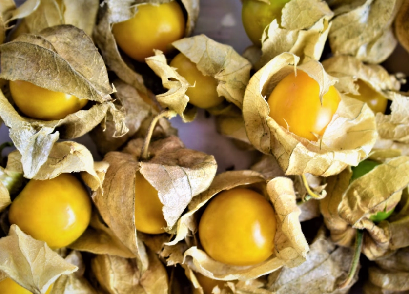 植物葉子變黃原因