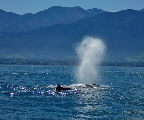 紐西蘭自助旅行花費