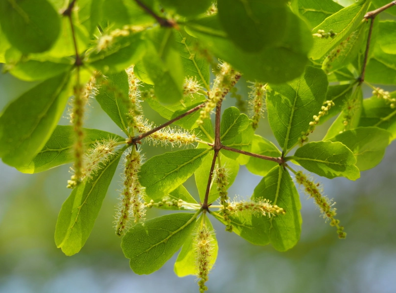 小葉欖仁樹種植