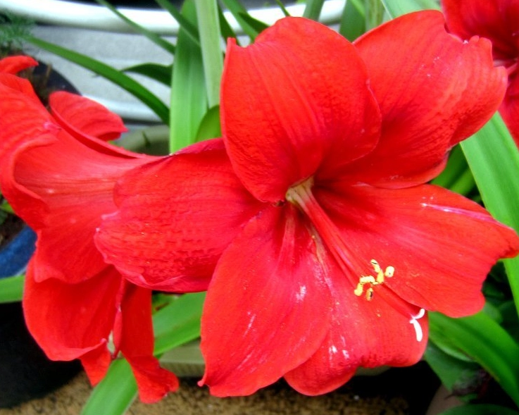 孤挺花打破休眠