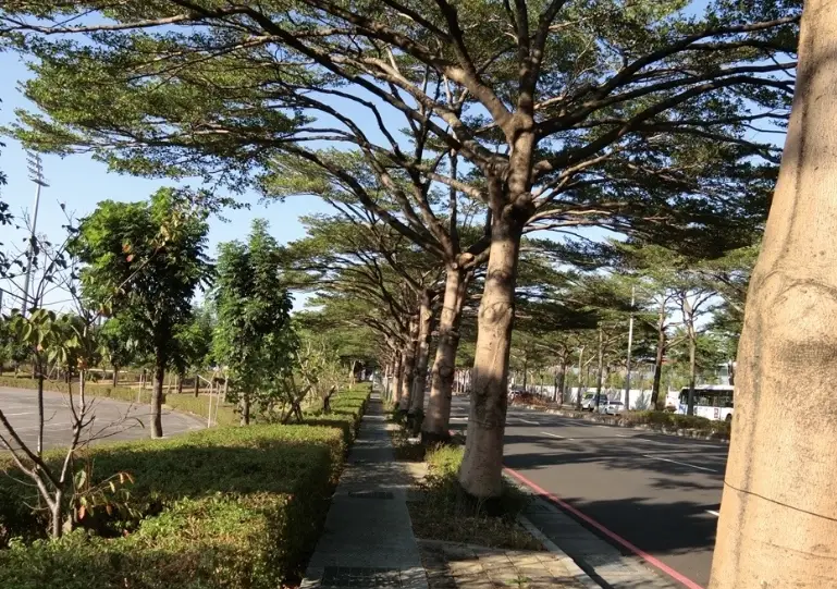 小葉欖仁樹種植