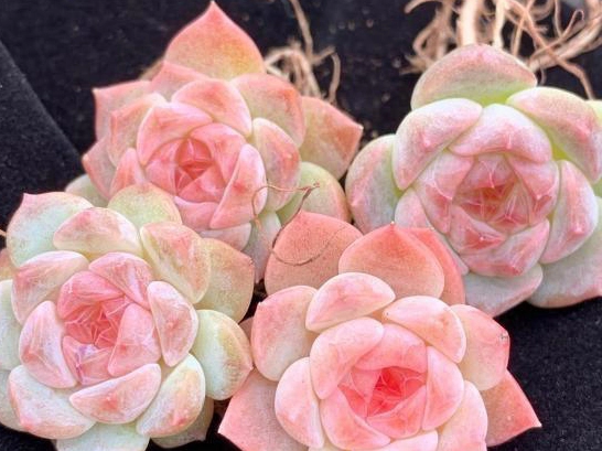 多肉植物開花照顧