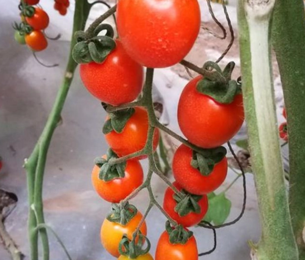 小番茄 品種推薦