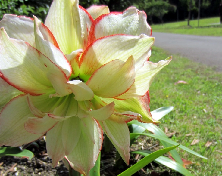 孤挺花球根處理