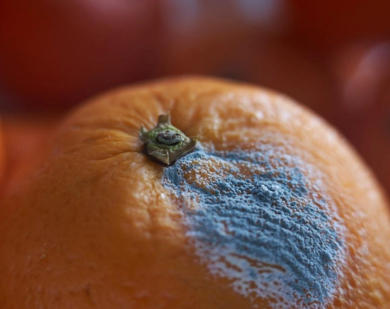 誤食發霉水果