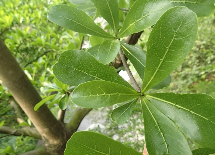 小葉欖仁樹景觀應用