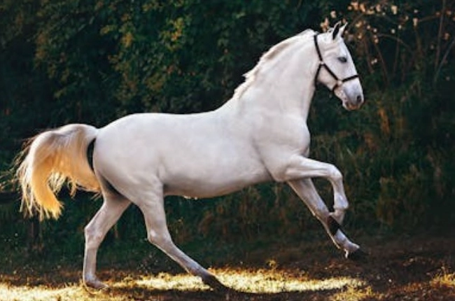 夢境解析心理學 夢境解析心理學