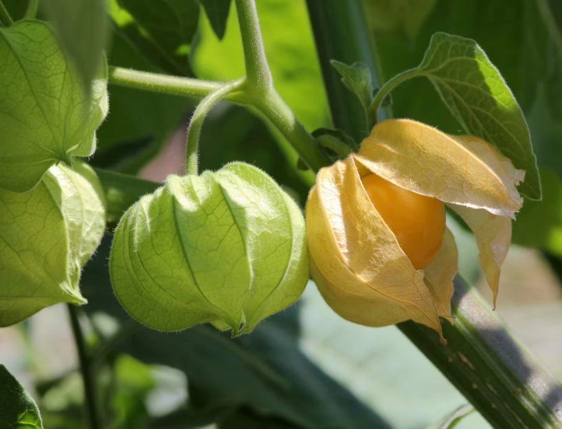 植物葉子變黃原因