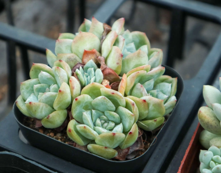 多肉植物開花照顧