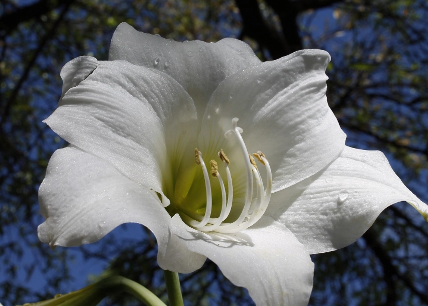 孤挺花打破休眠