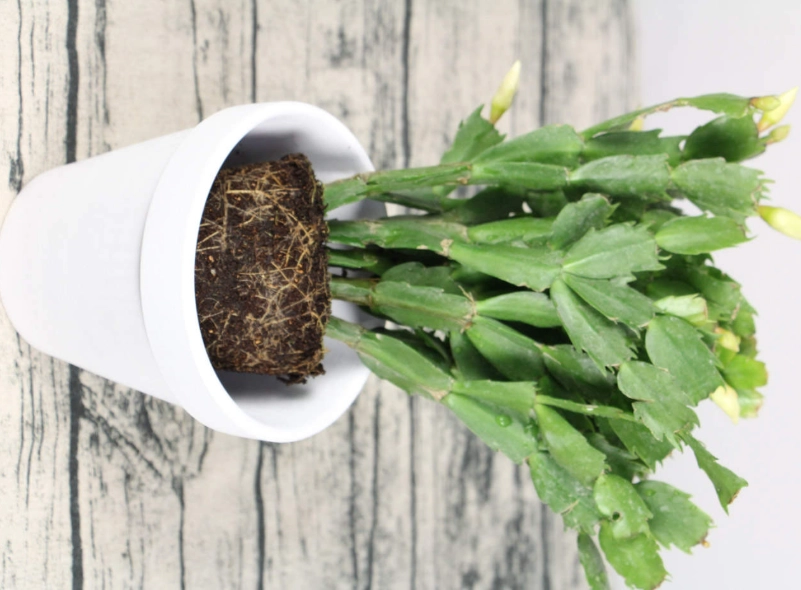 聖誕仙人掌 澆水