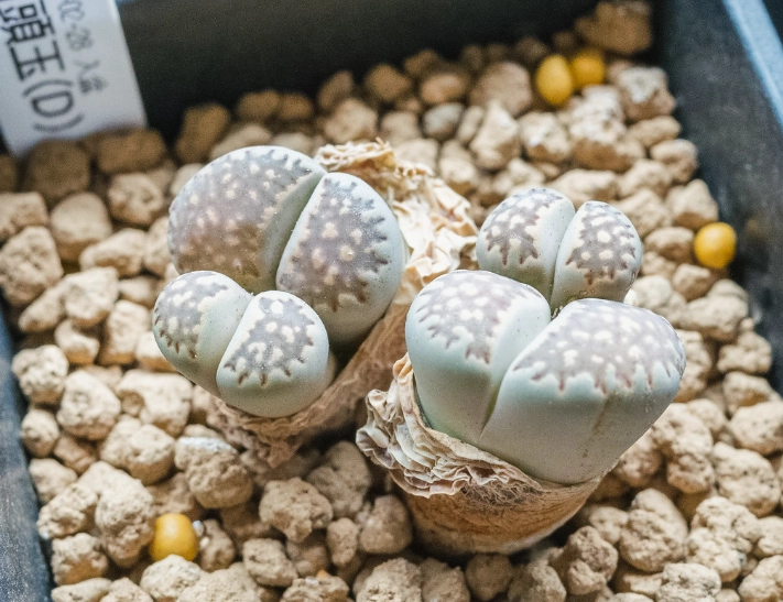 生石花化水處理