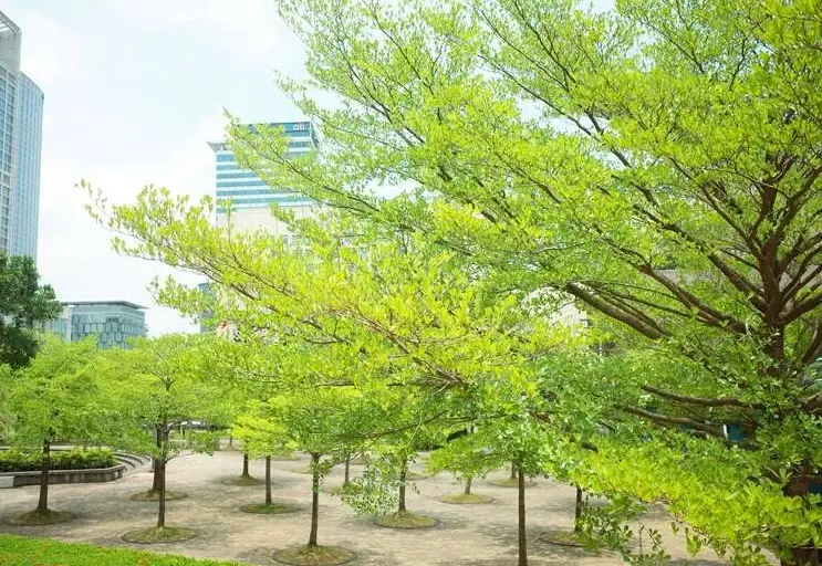 小葉欖仁樹景觀應用