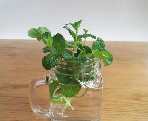 薄荷水種方法
