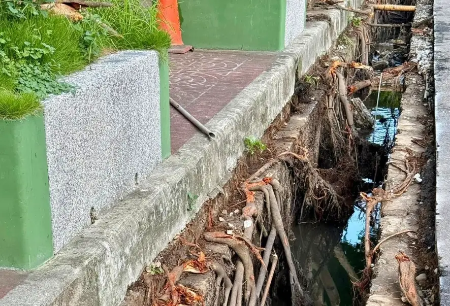 人行道樹根隆起