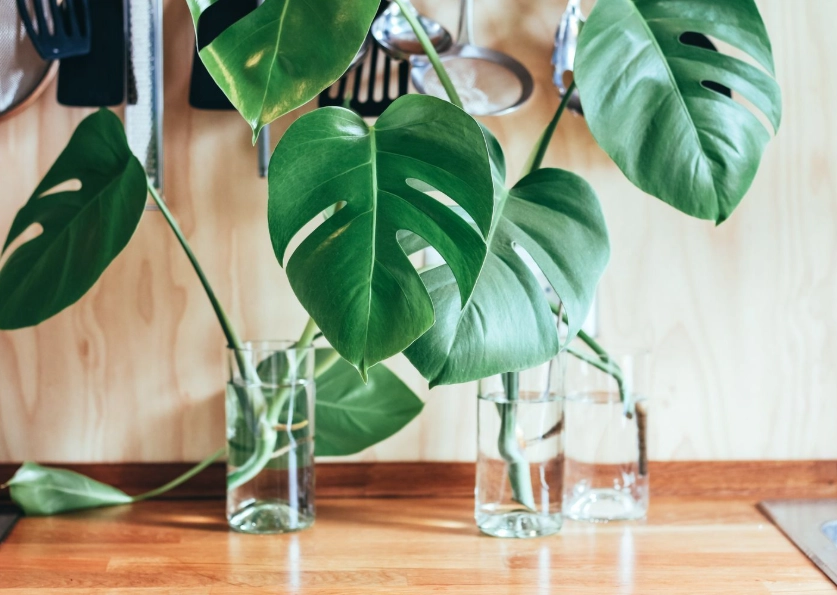 龜背芋葉子焦邊