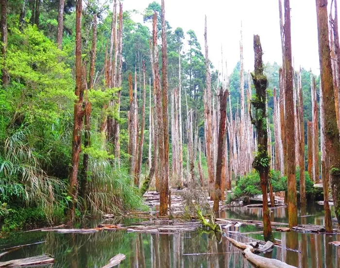 忘憂森林注意事項