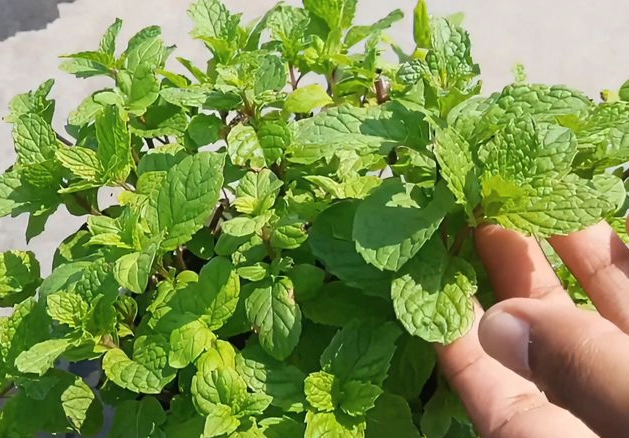 室內種植薄荷