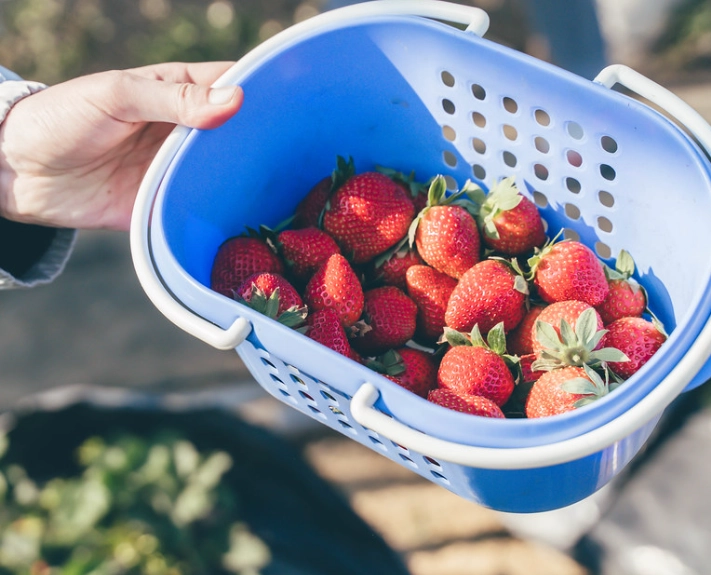 無農藥草莓園推薦