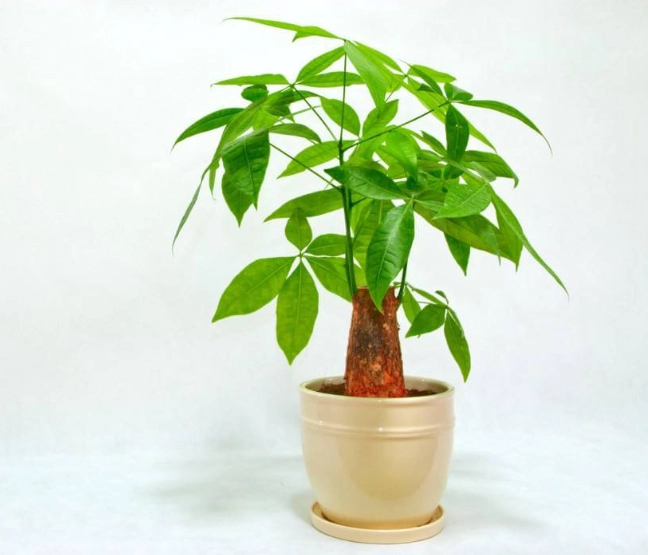 發財樹照顧