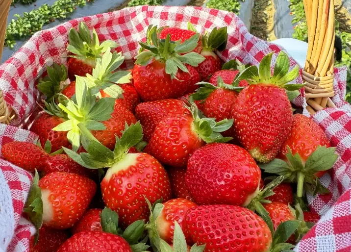 無農藥草莓價格