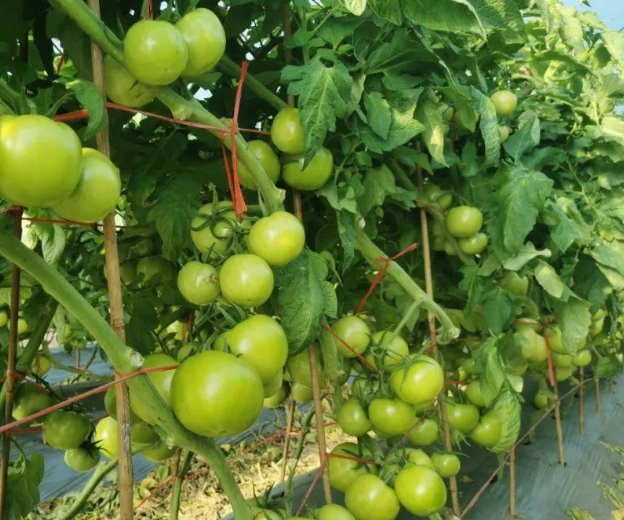 番茄種植水分管理