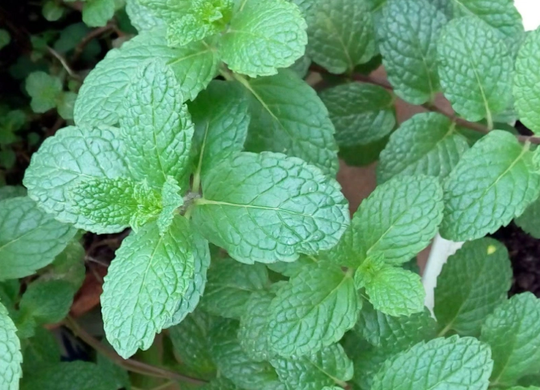 薄荷照顧技巧