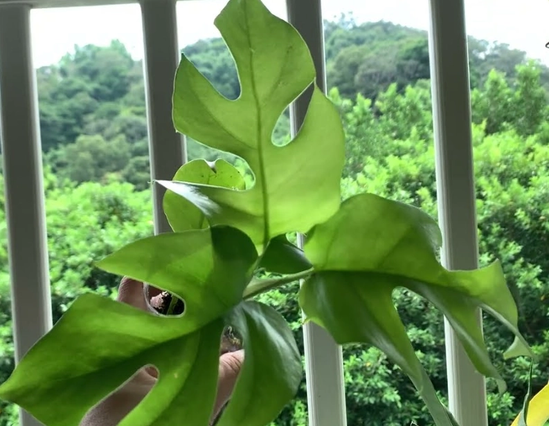 龜背芋養護技巧