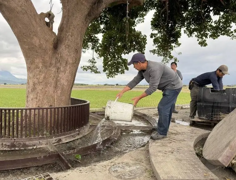 人行道樹根隆起
