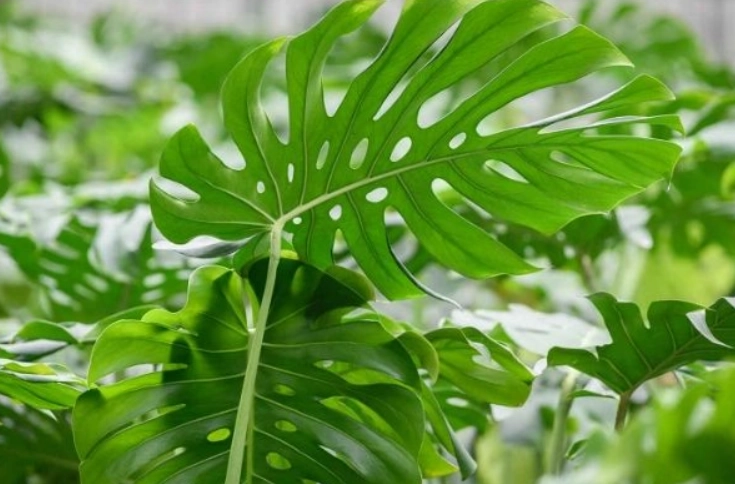 龜背芋養護技巧
