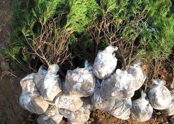 植物移植存活率