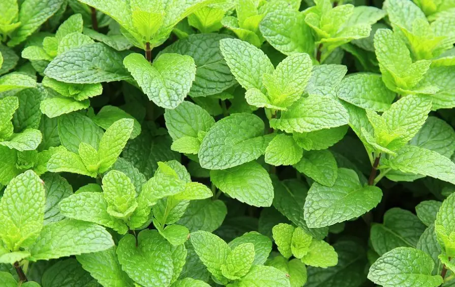 室內種植薄荷