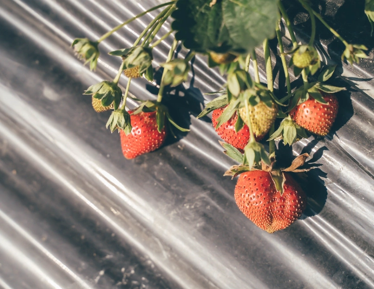 草莓無農藥栽種