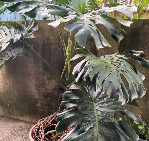 龜背芋葉子燒焦原因