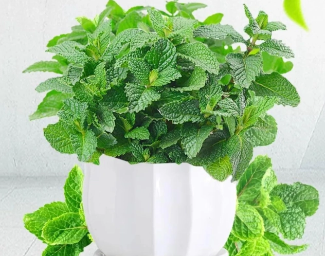薄荷種植方法