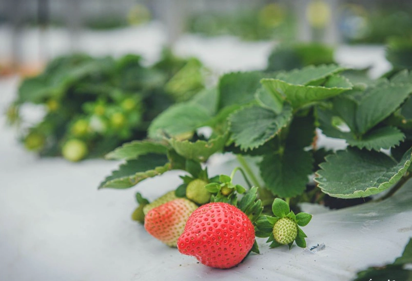草莓無農藥栽種