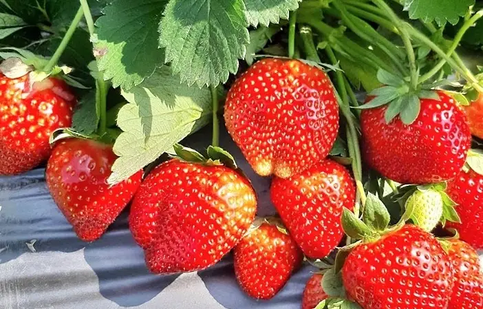 無農藥草莓園推薦