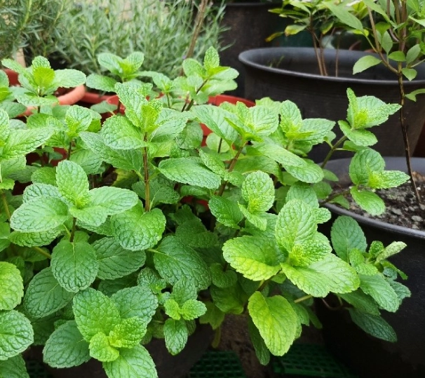 薄荷種植方法