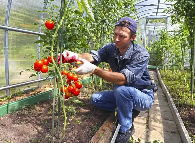番茄種植水分管理